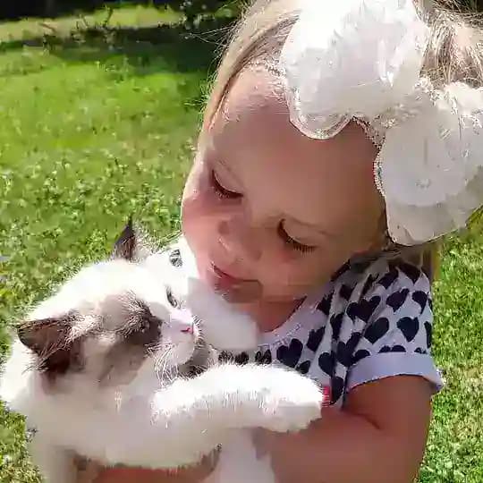 Ragdoll_Bluebelldolls , рэгдолл