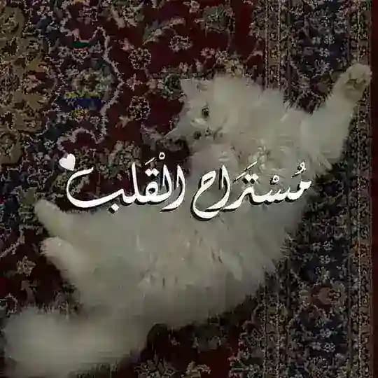 مـستـراح الـقـلـب