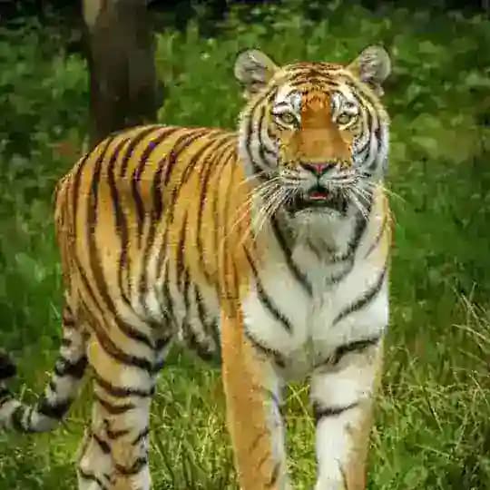 π RAJDHNI SATTA KING