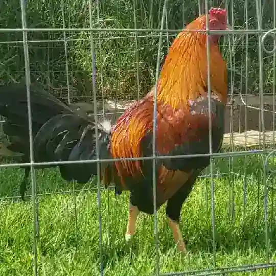 Rancho el Centenario Ozumba México