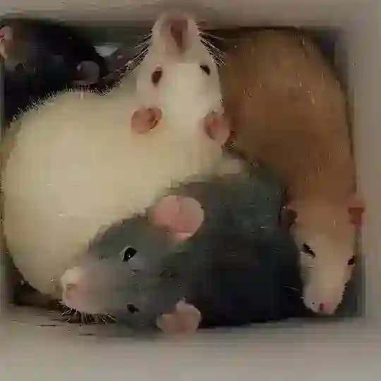 rats & rats & rats & rats & capybaras