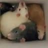 rats & rats & rats & rats & capybaras