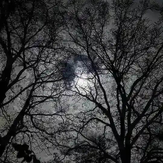 Притулок сирен