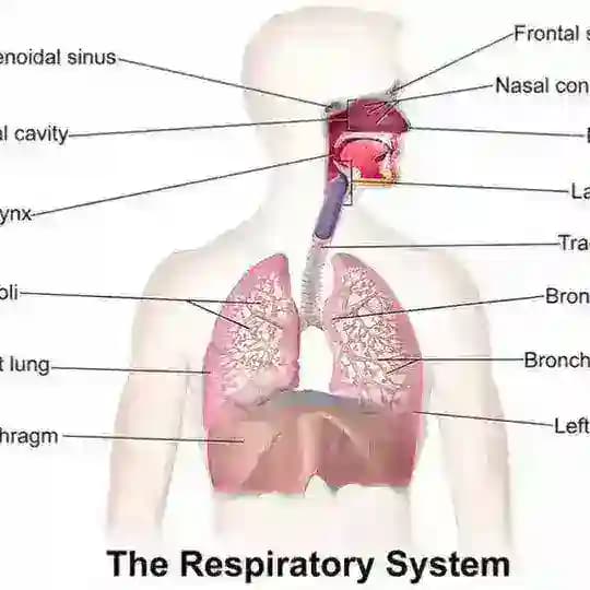 Respiratory module