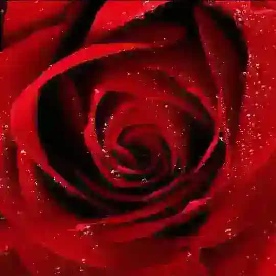 Rose_玫瑰 🌹