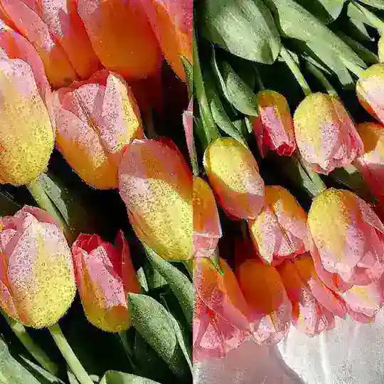 ❤️ روح الورد 🥀🌼🌿 ❤️
