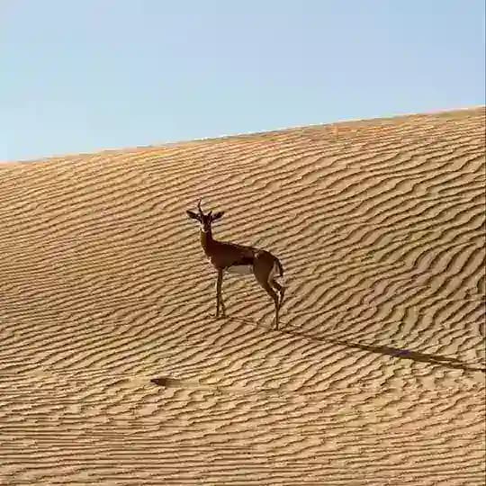 الريـمـيّ