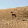 الريـمـيّ