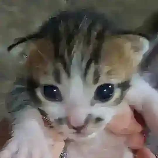 تحصيلي