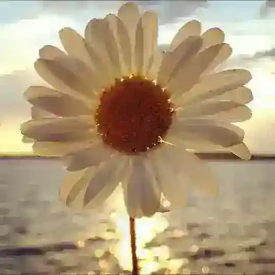 صبح و مساء 🍃🌸