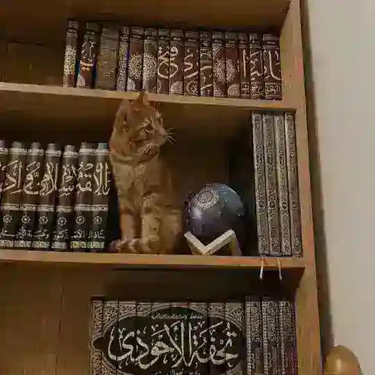 Sadam caafi