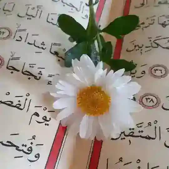 🌼İLİM NURDUR 🌼
