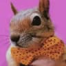🐿سنجاب ایرانی🐿