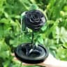 La Rose noir 🌹
