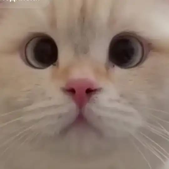 Скарабяне 🪲