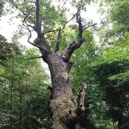 Natur, Altes Wissen und Spiritualität Profile