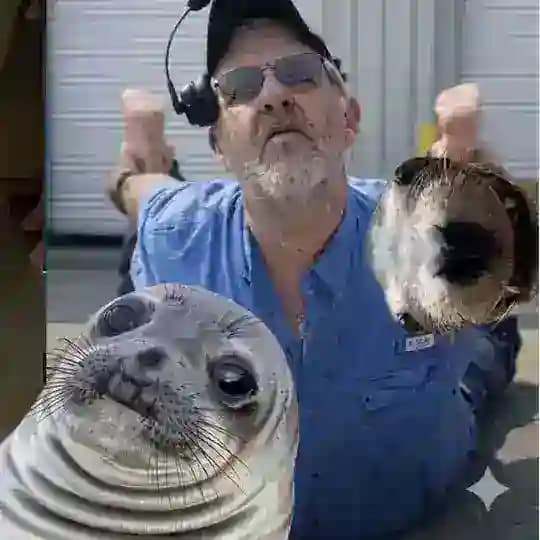 Sealion Verification