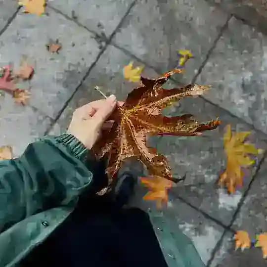 🕊𝑁𝐴𝑅𝑆𝐼𝑆