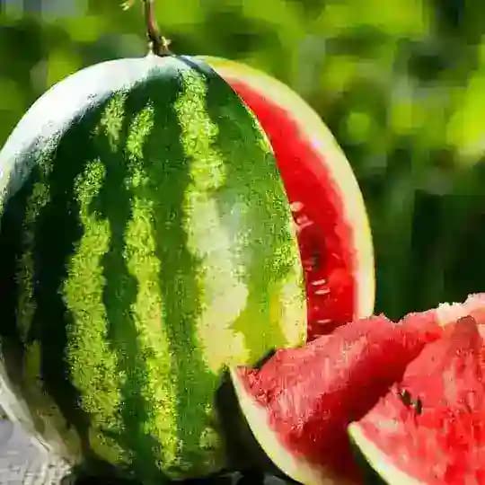 Semangka Merah