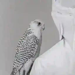 « ᷂الـعـَام ᷂»٢ Profile