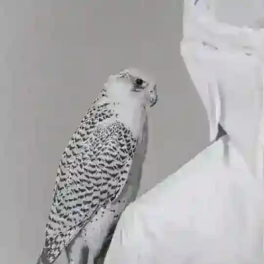 « ᷂الـعـَام ᷂»٢ Profile