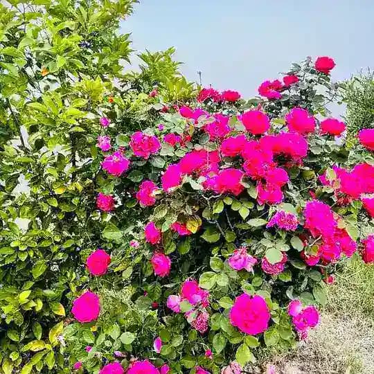 قناة شباب كوثا الرسمية