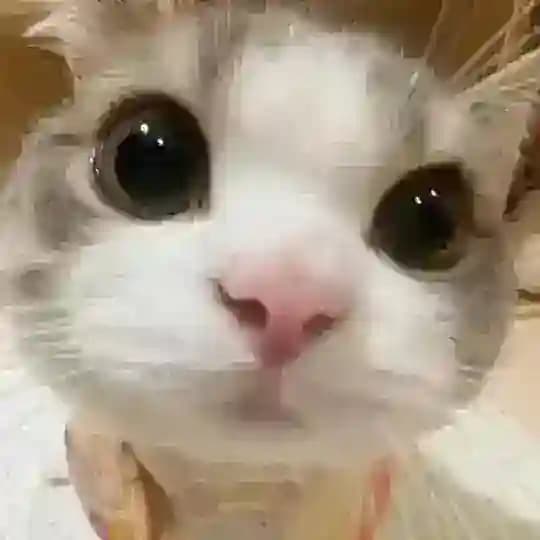sʜᴀʀᴇ ᴋèᴏ đấᴍ ɴʜᴀᴜ 🔱