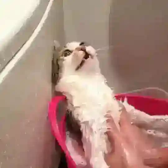 Шерстяные ублюдки
