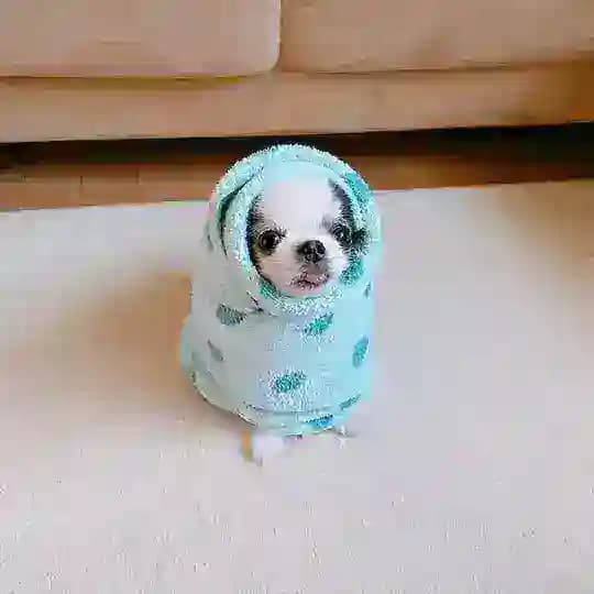Шимэй снова что-то шьет..