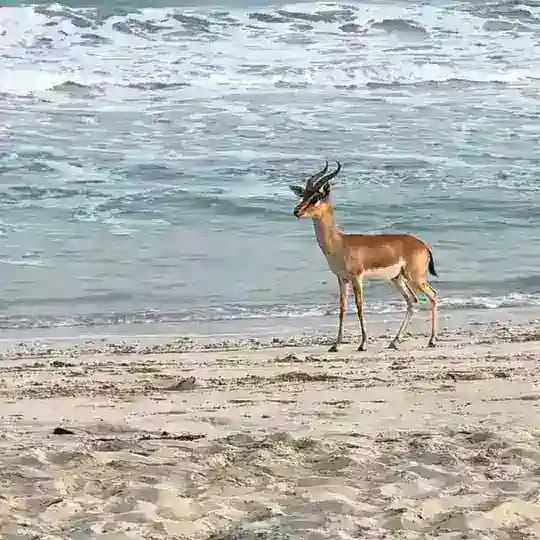 ❣️ ترنديول وامازون مع شيماء ❣️