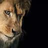 شیرِستون🦁