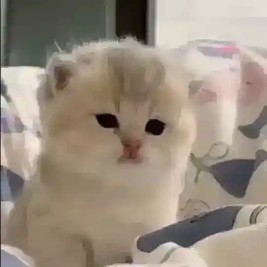 дейз FLIP DAO
