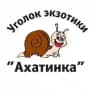 Уголок экзотики «Ахатинка»