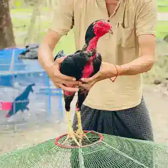 Shwe Doe Lay Profile