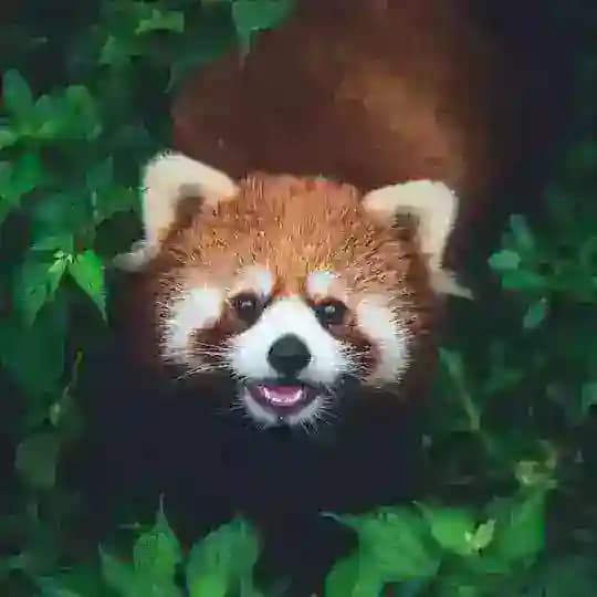 秘密花园㊙️放映厅