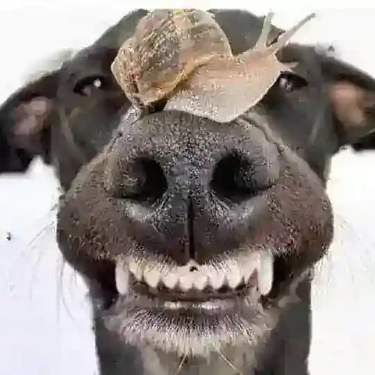Смех для жизни😄😁😂🤣