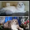Cattery Sckotish and Highland fold and strait, Mainecoon SMIT CATS