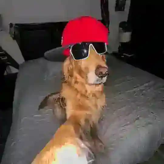 СОБАЧЬЯ БУДКА