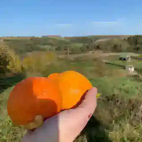 40+соток Текстиль для красивой загородной жизни.