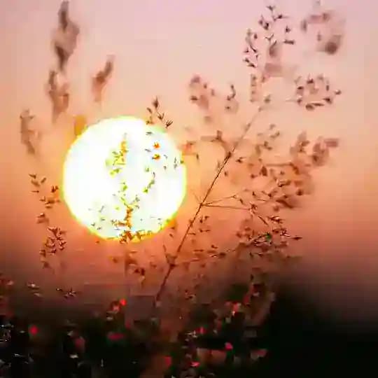 🍂 نبع الصور 🍂