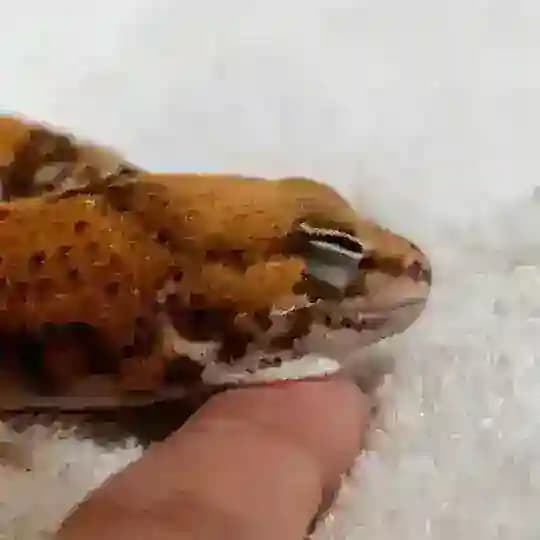 spicyluchi