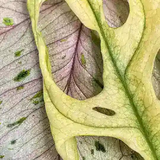 Spirit of Plants