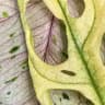 Spirit of Plants