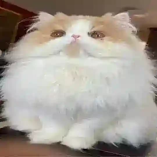 дейли мягкие сратыши