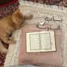 بَاب التوبُـة