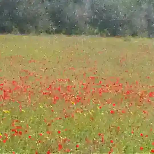 الأنصاري بن إبراهيم