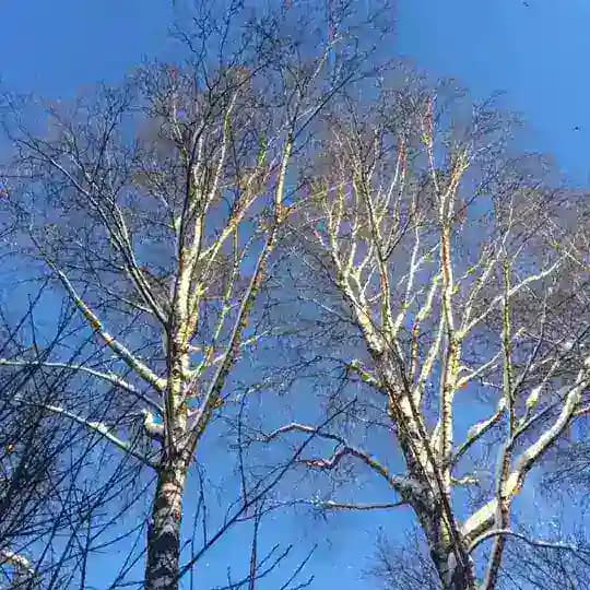 Светлый меланхолик