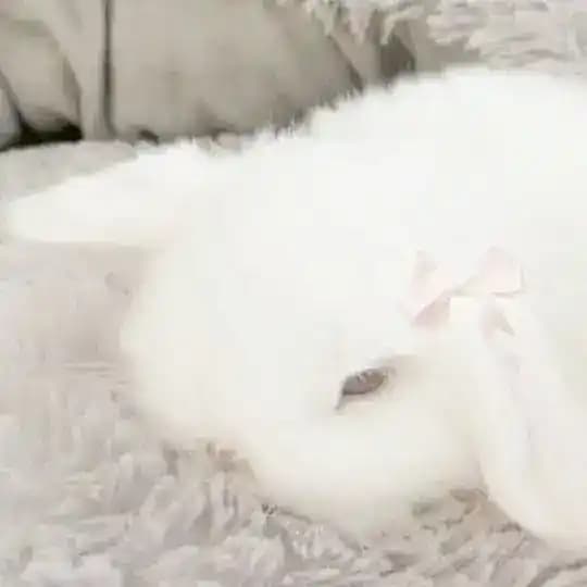 ꒰つ៸៸ ˊ ˘ ˋ ៸៸꒱つ sᥣᥱᥱρy δᥙᥒᥒiᥱs 🤍˚