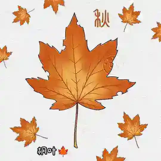 深圳枫林报告