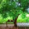 ​တမာမြေ